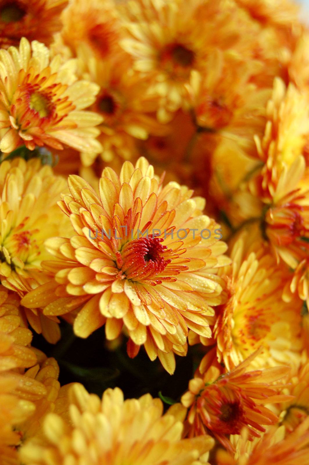 Orange chrysanthemum by Angel_a
