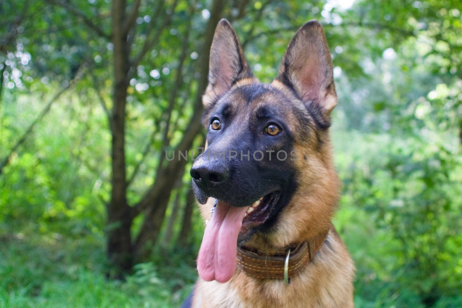 German shepherd in the forest
