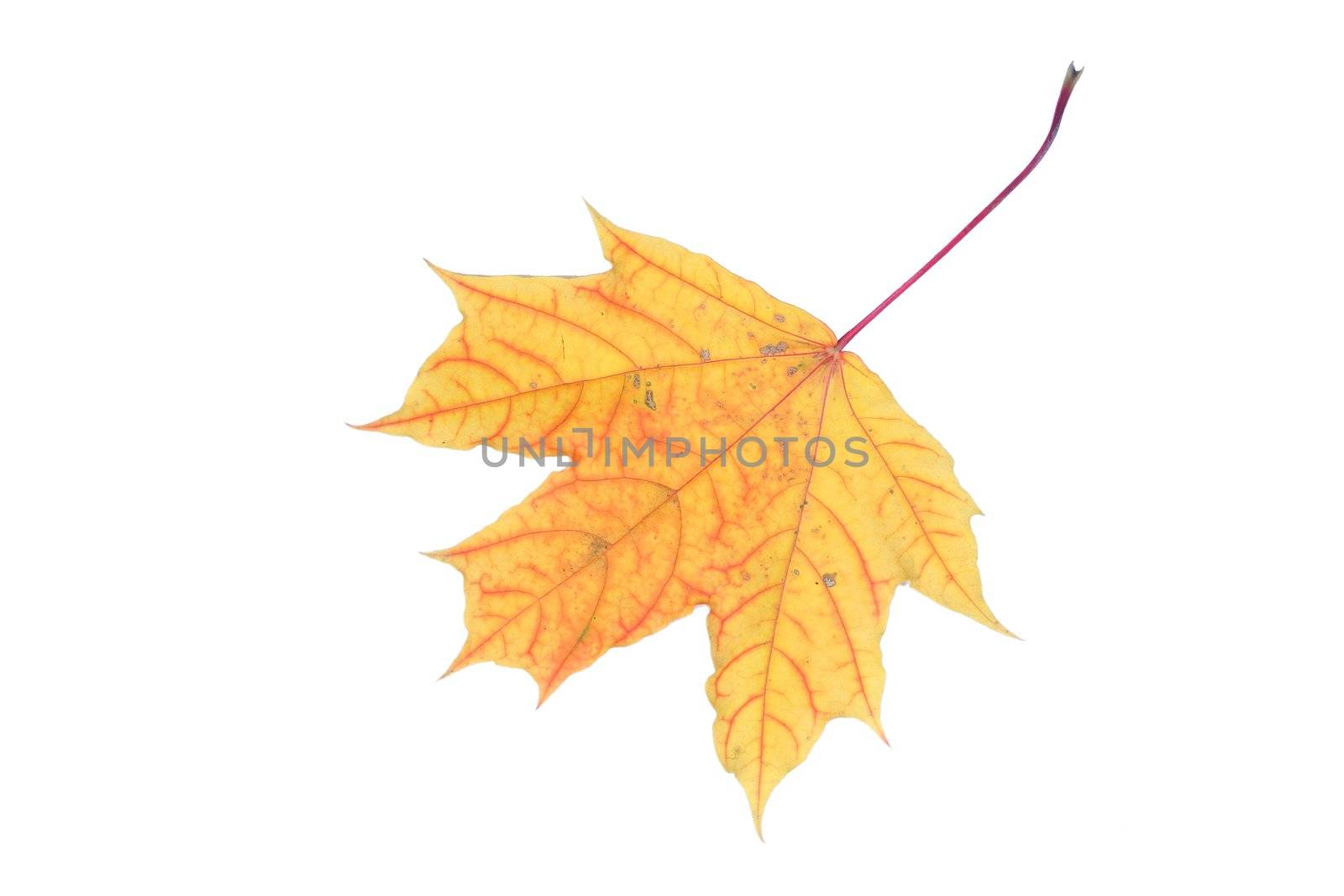  isolated tree white autumn yellow maple leaf