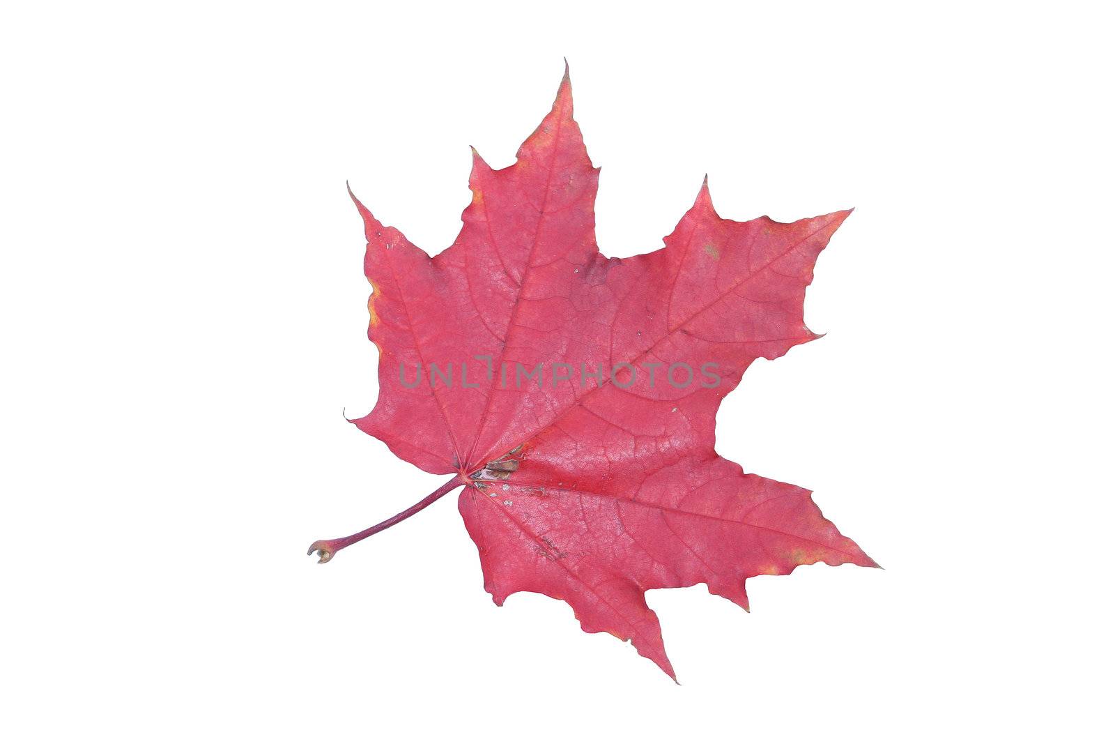 isolated tree white autumn red maple leaf