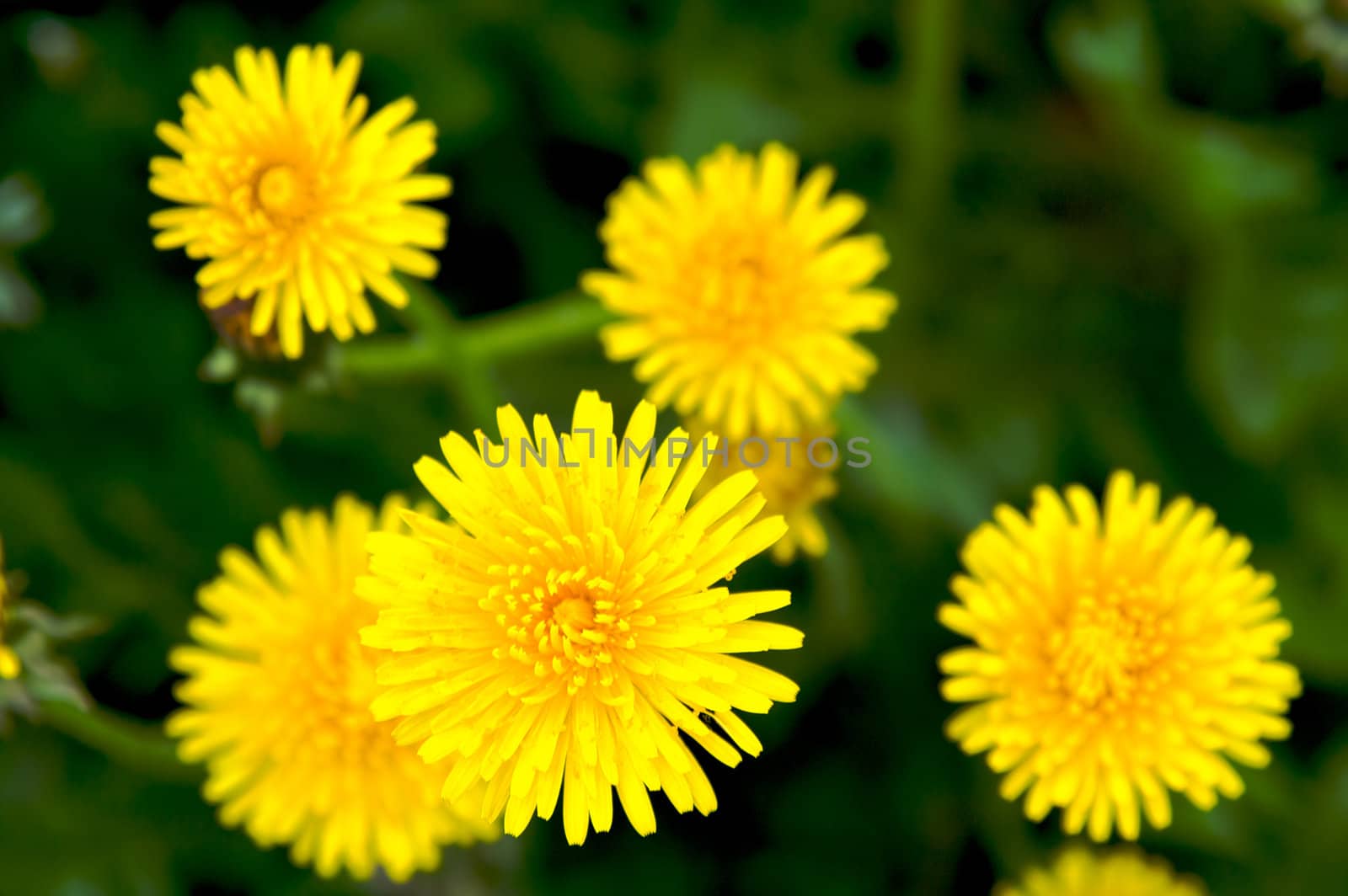 Meadow with yellow dandelions