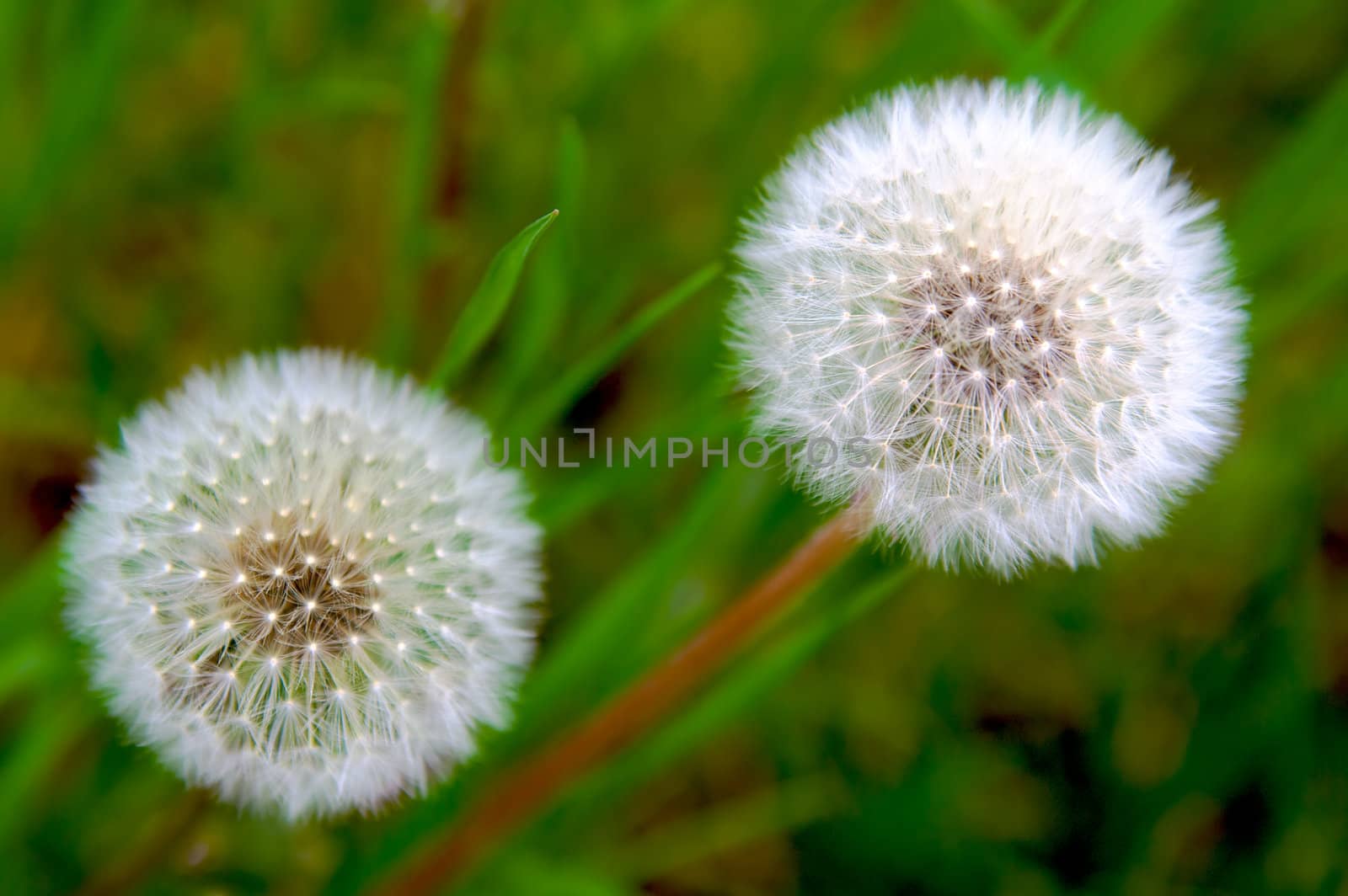 White dandelions on a green grass