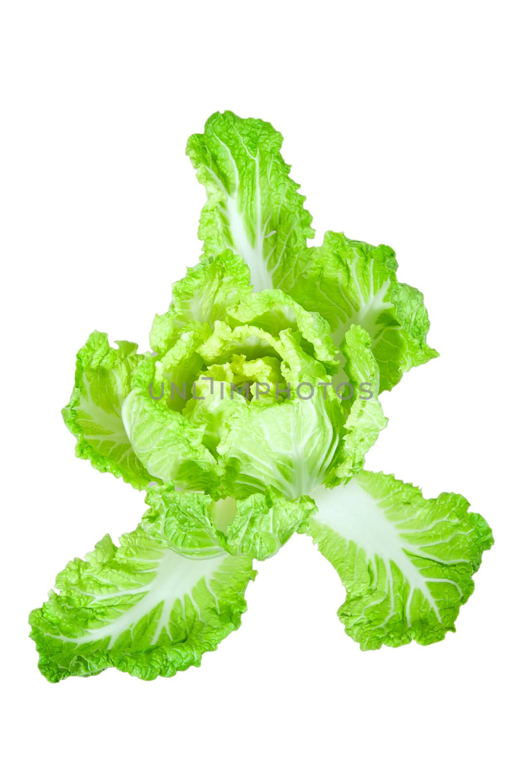 Chinese Cabbage by Sergius