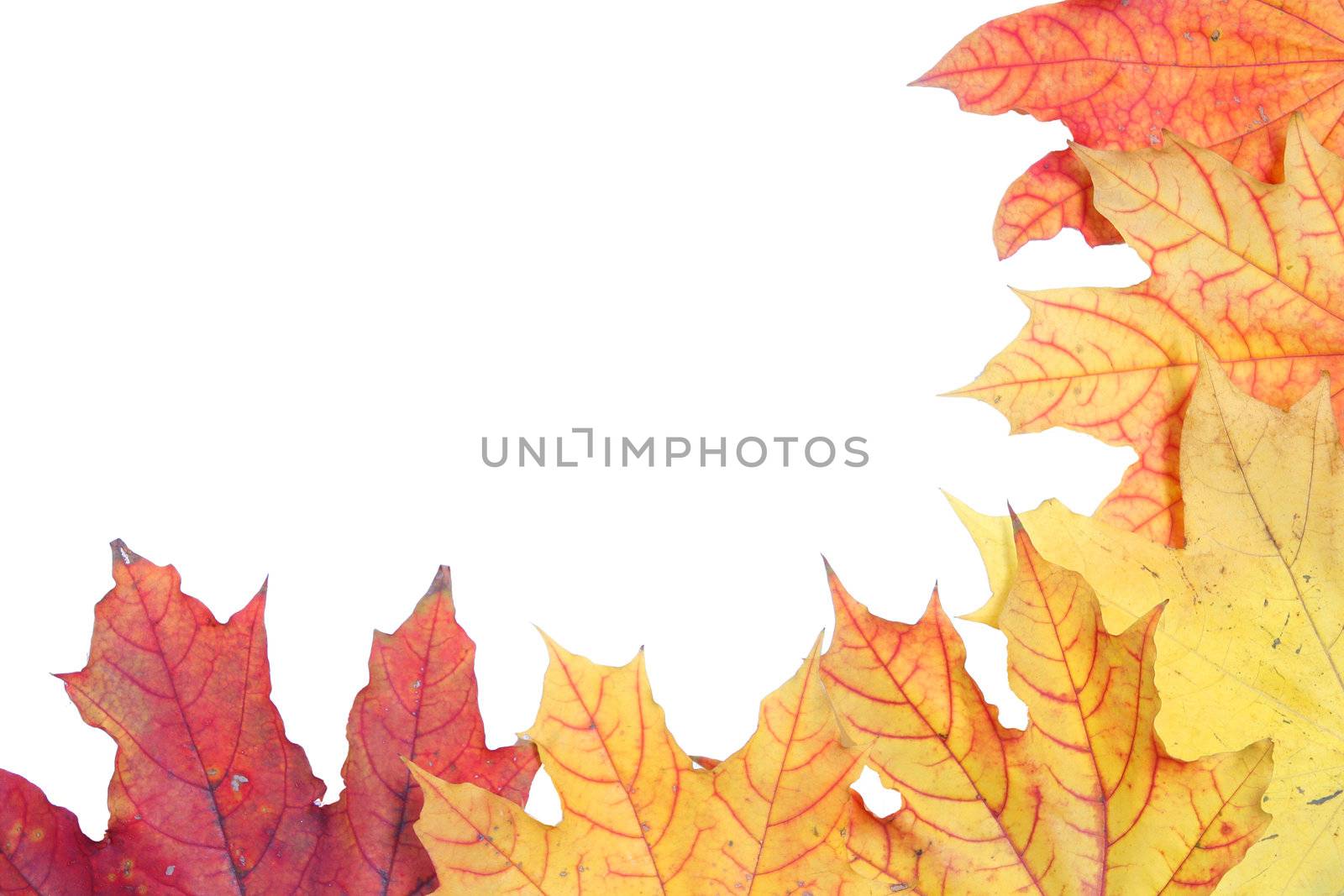 autumn effect by Dancer01