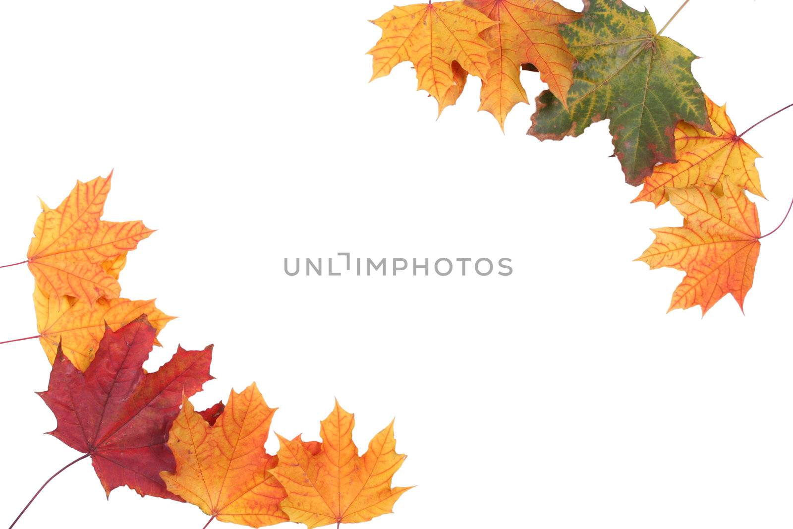 decoration form autumn textured leaf colored frame