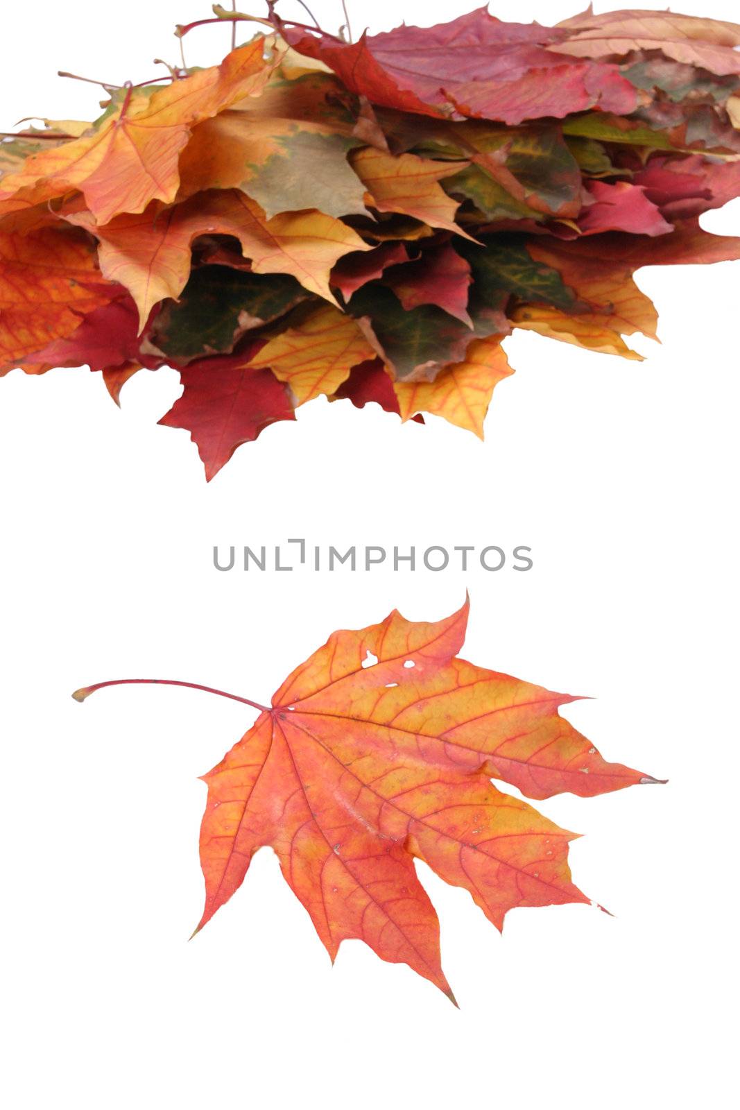 autumn yellow orange maple textured leaf colored