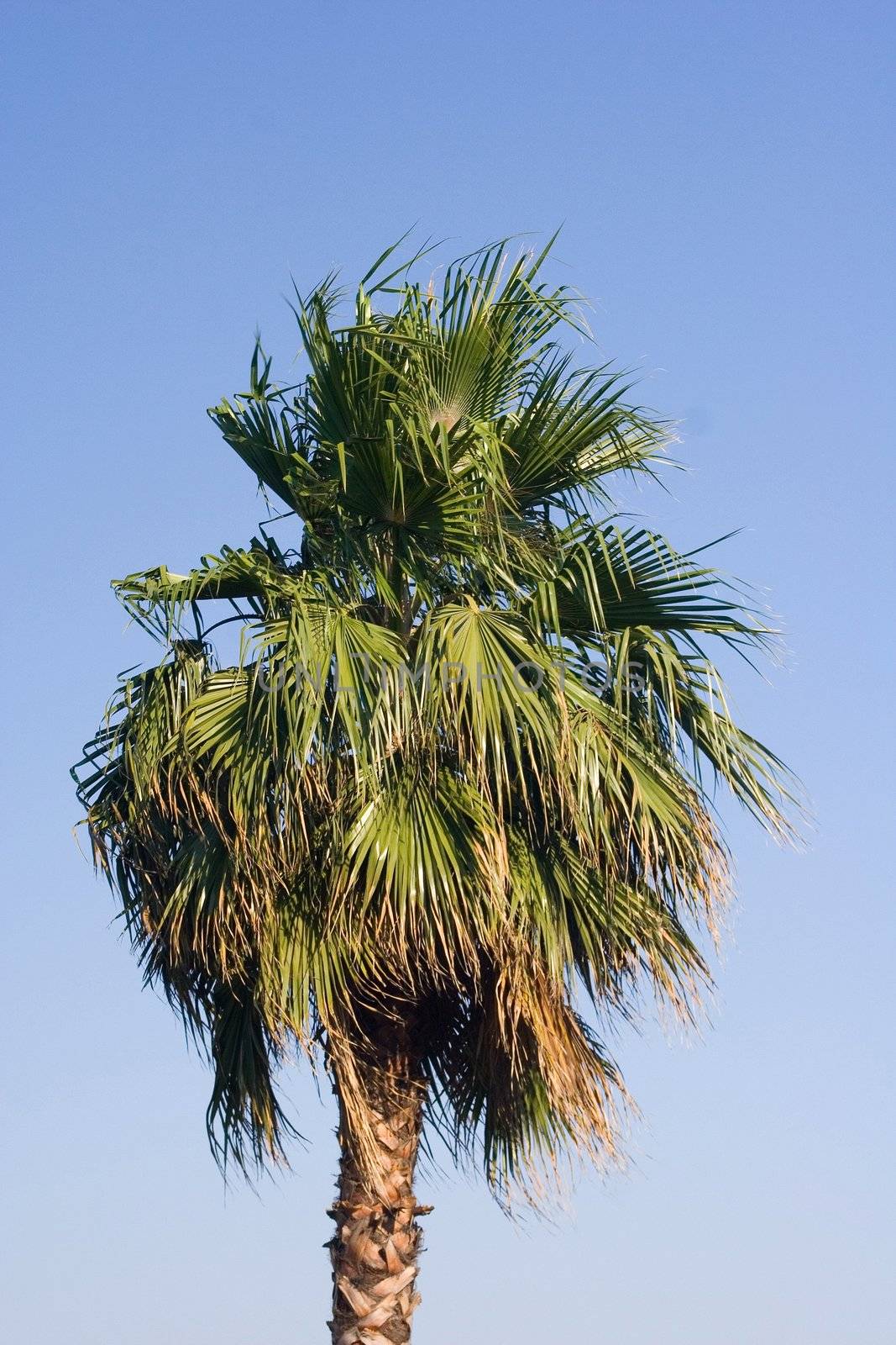 sky palm tree blue leaves tropical light relax
