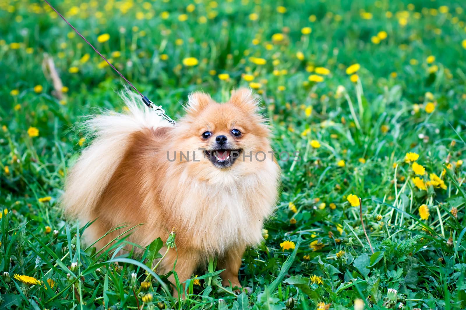 Spitz dog on a green lawn