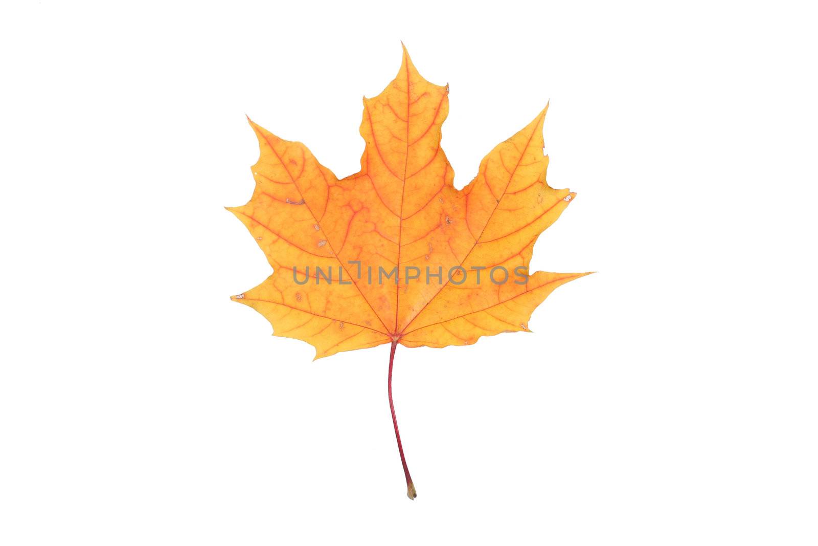 isolated white red yellow leaf bright maple