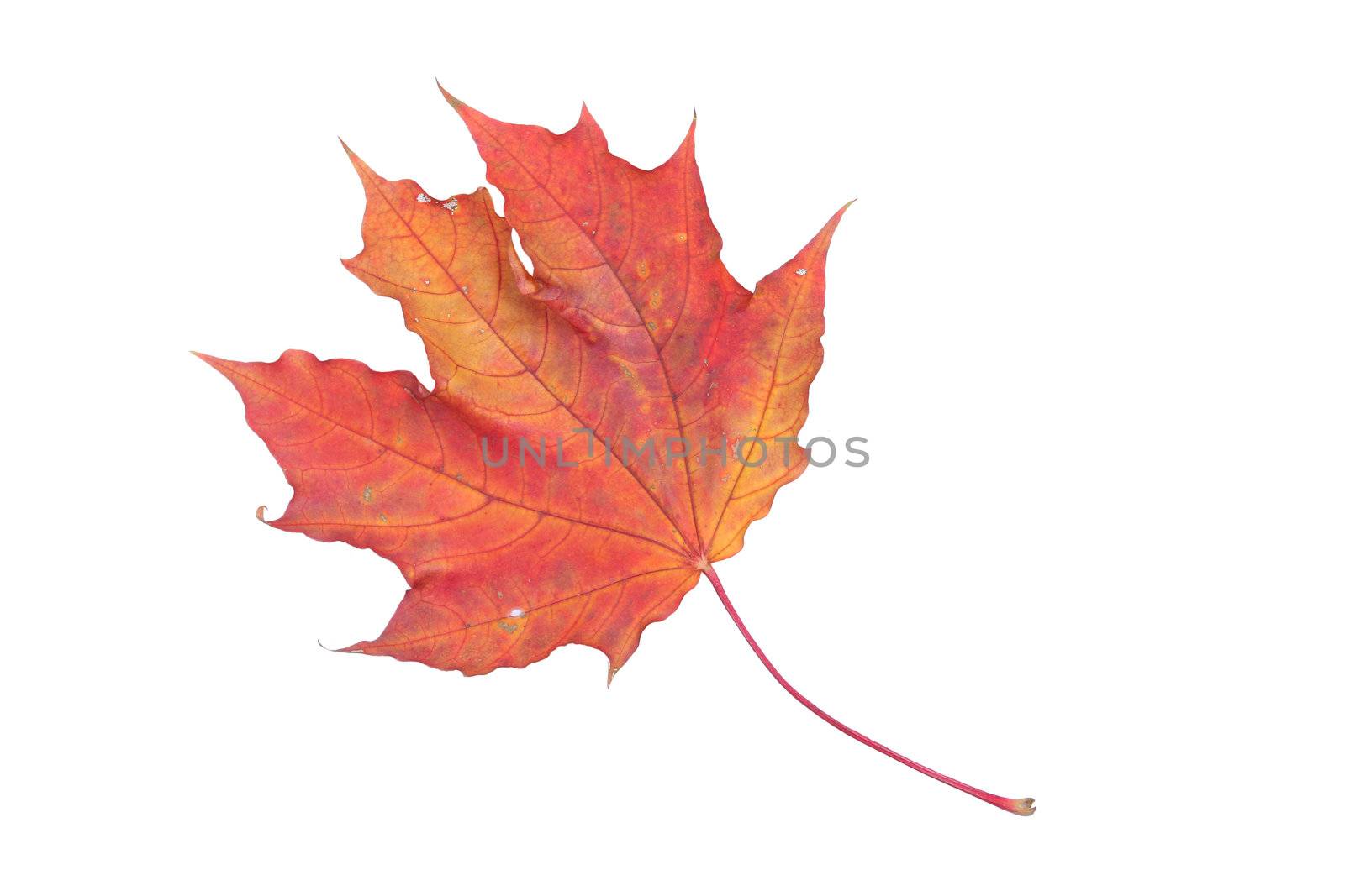 isolated white red yellow leaf bright maple