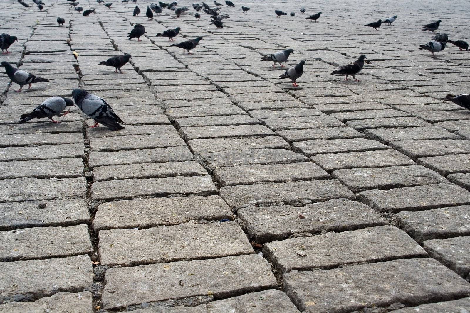 brick pigeon sidewalk urban city animal life