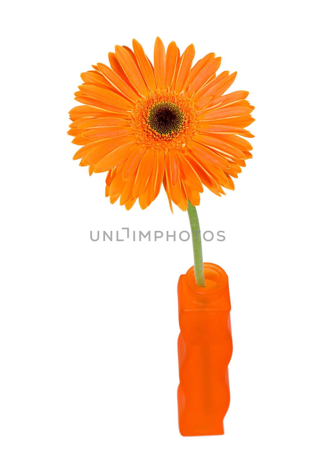 Gerbera Daisy in a orange vase by Sergius