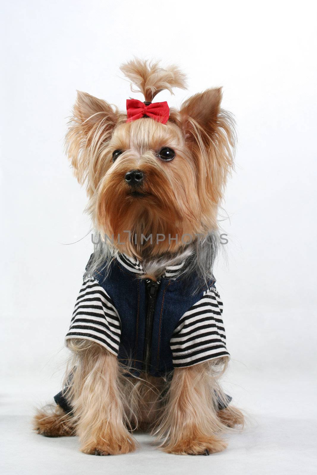 yorkshire terrier fine dog small youth design clothes