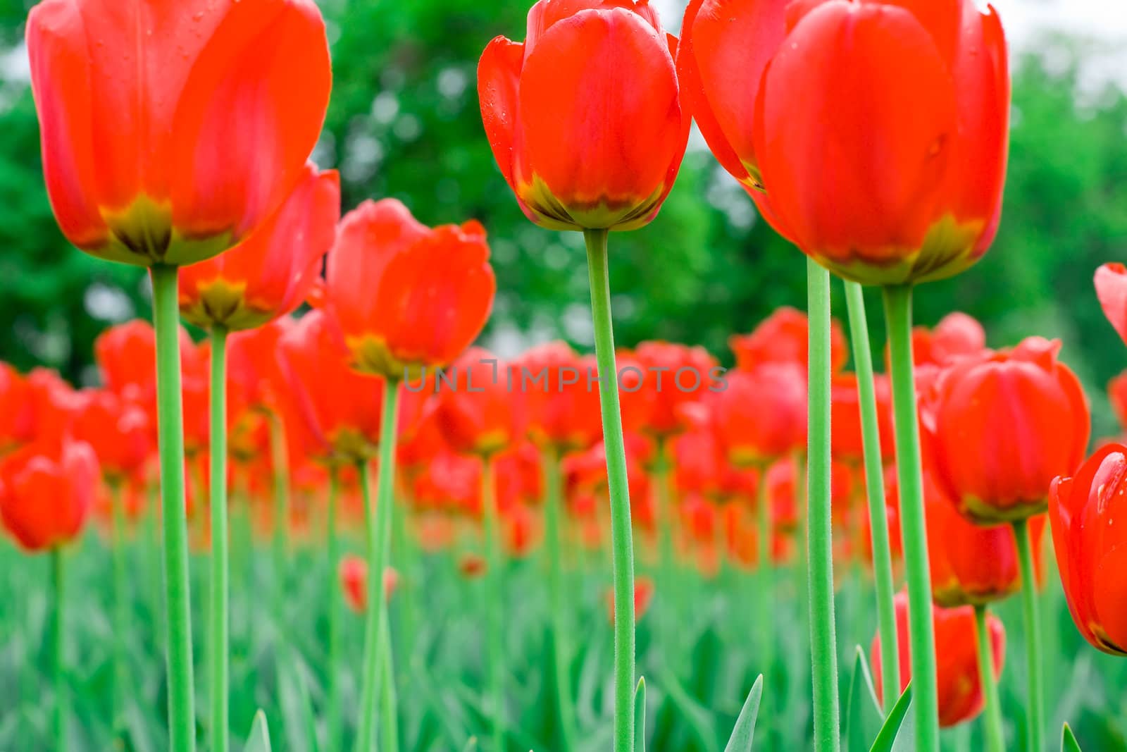 A field of beautiful red tulips
