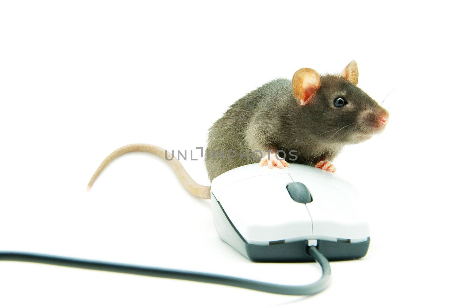Rat and  computer mouse by Pakhnyushchyy