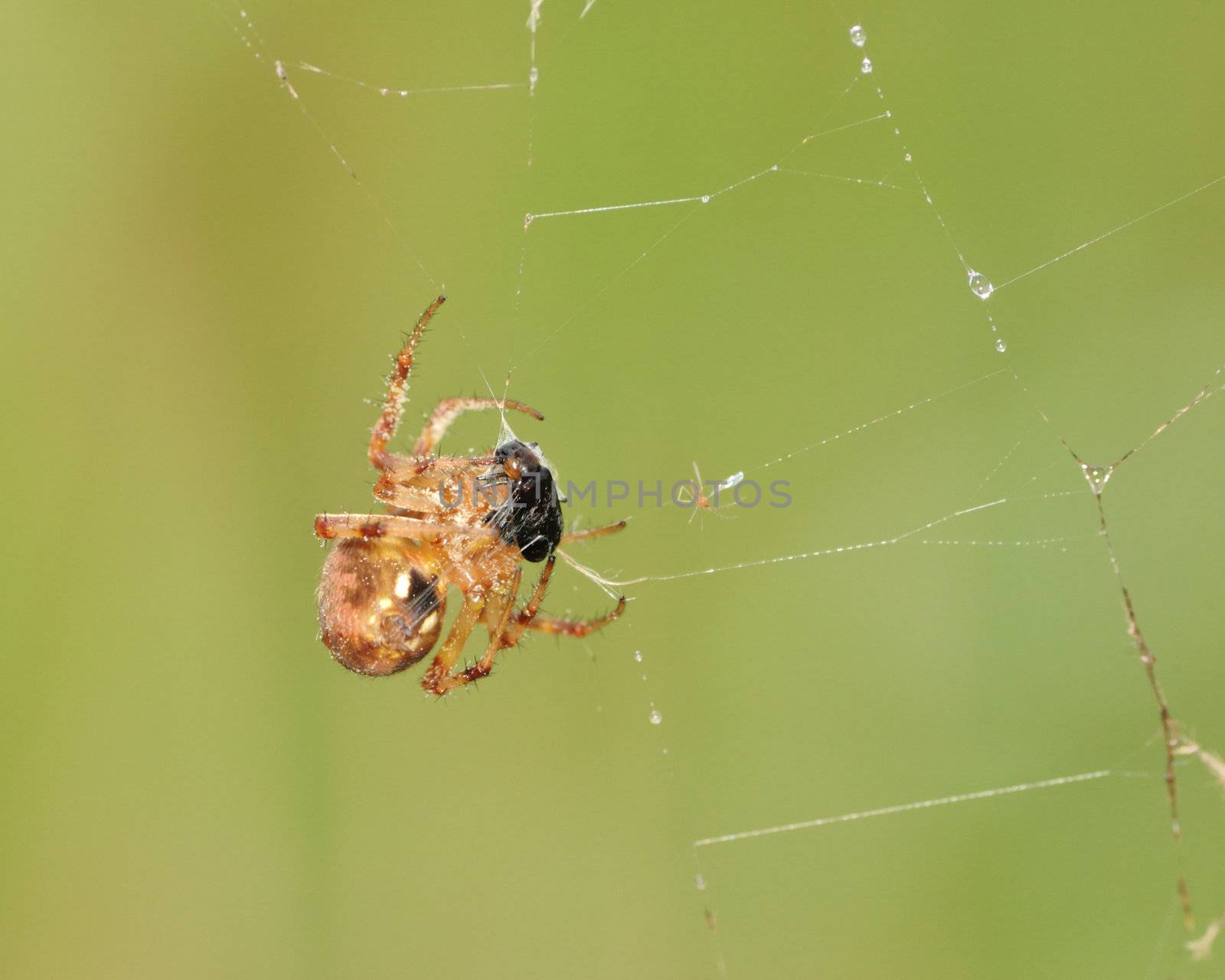A garden spider with prey preparing to eat by wrapping the beetle in it's web.
