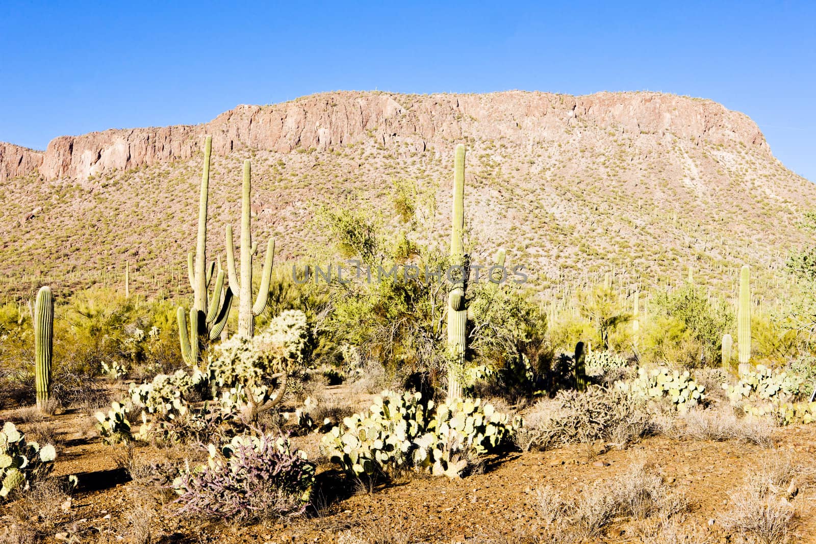 Saguaro National Park, Arizona, USA