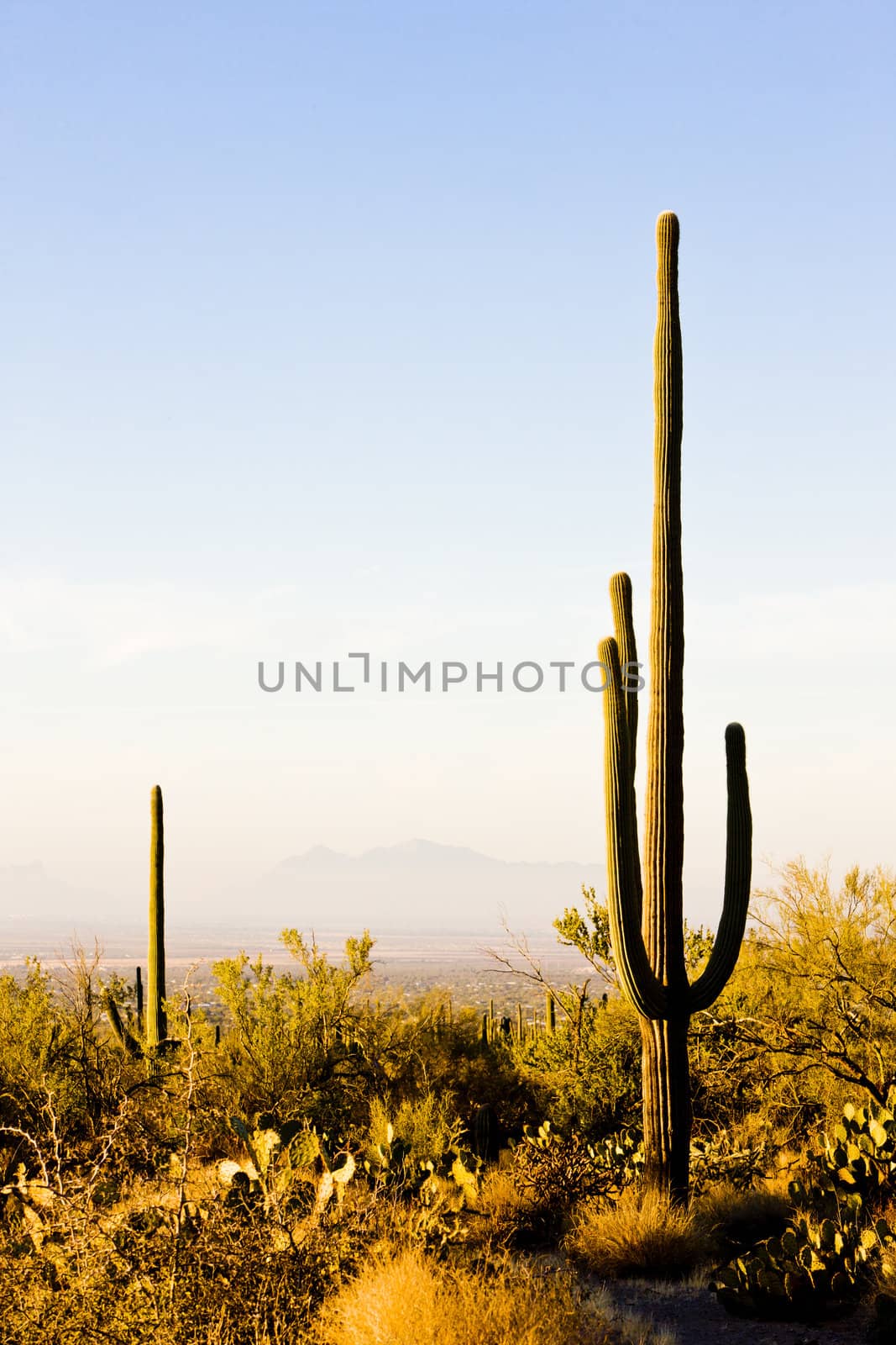 Saguaro National Park, Arizona, USA