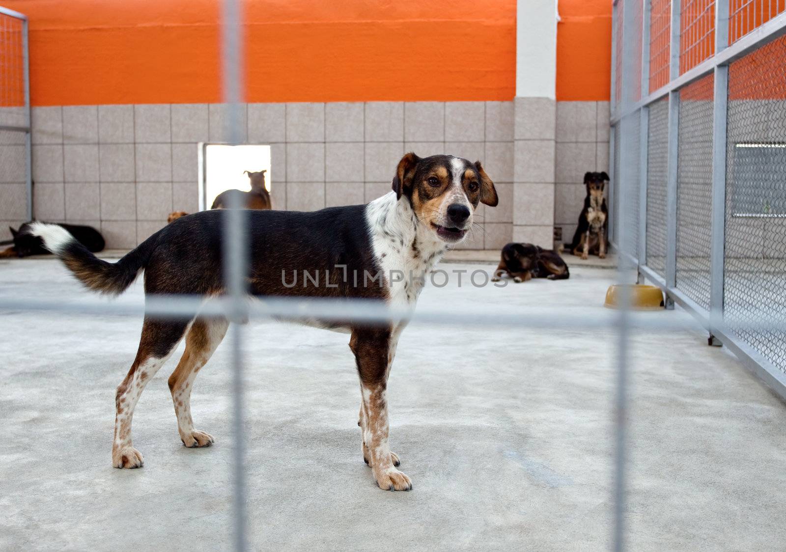 homeless dog in a shelter behind bars, looking at camera