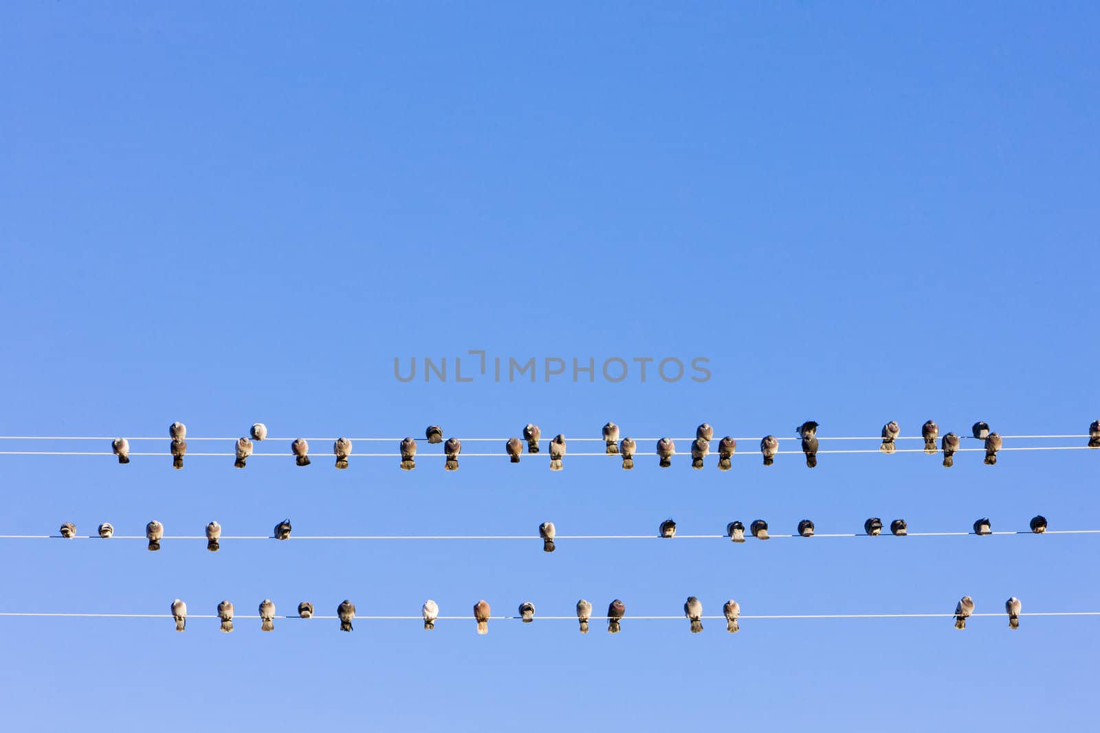 birds sitting on wire, Nevada, USA