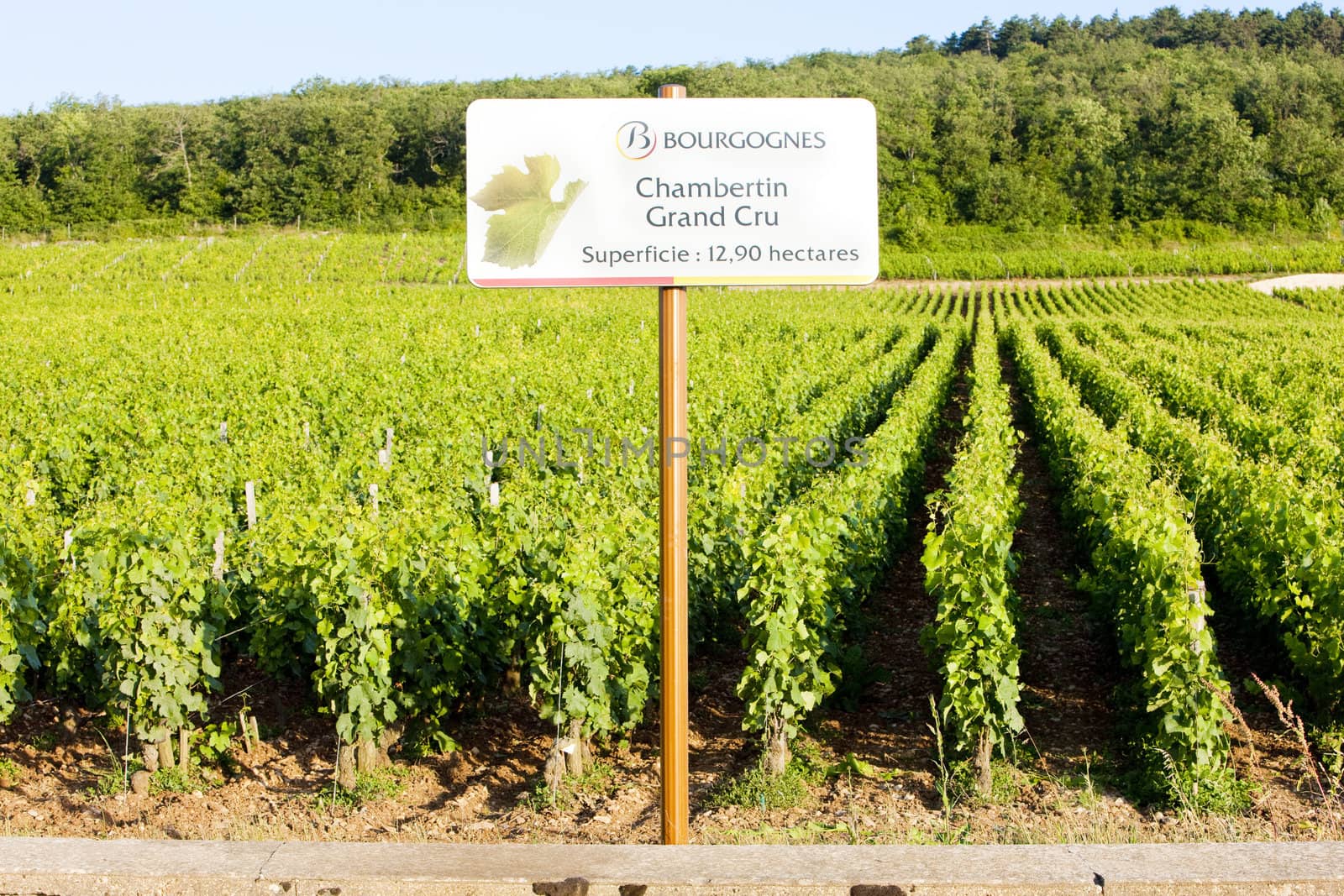 grand cru vineyards Chambertin, Burgundy, France