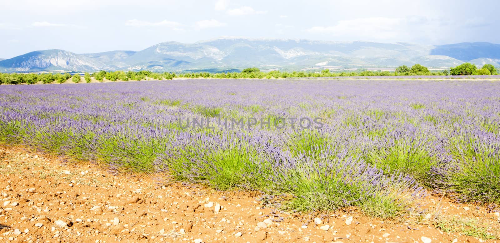 lavender field, Plateau de Valensole, Provence, France