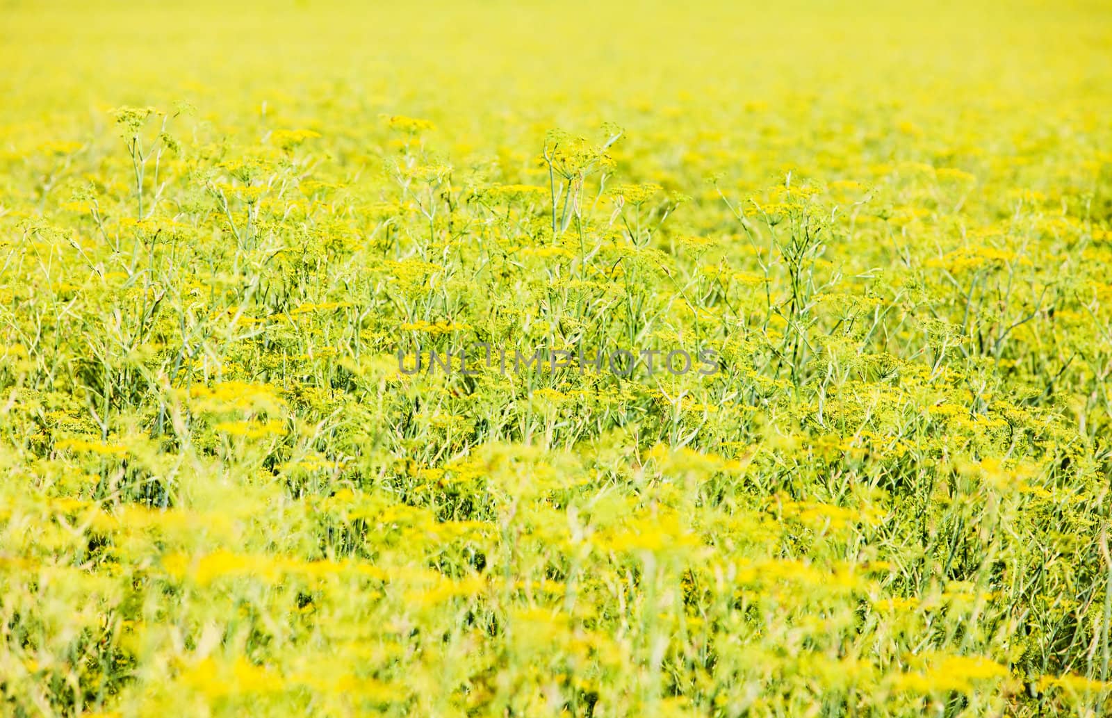 field, Plateau de Valensole, Provence, France