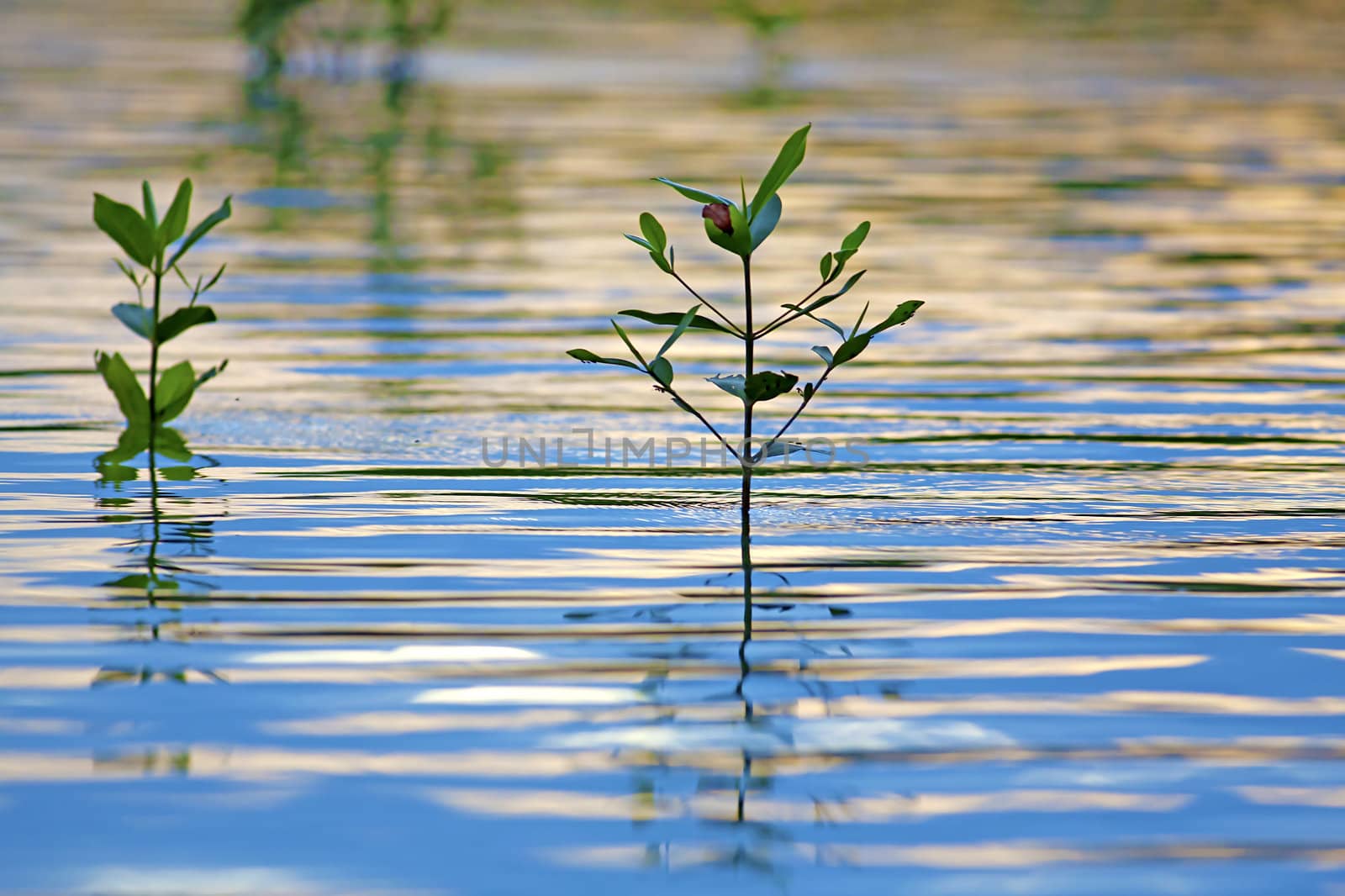 Mangrove seedlings casting reflections in the water at sunset