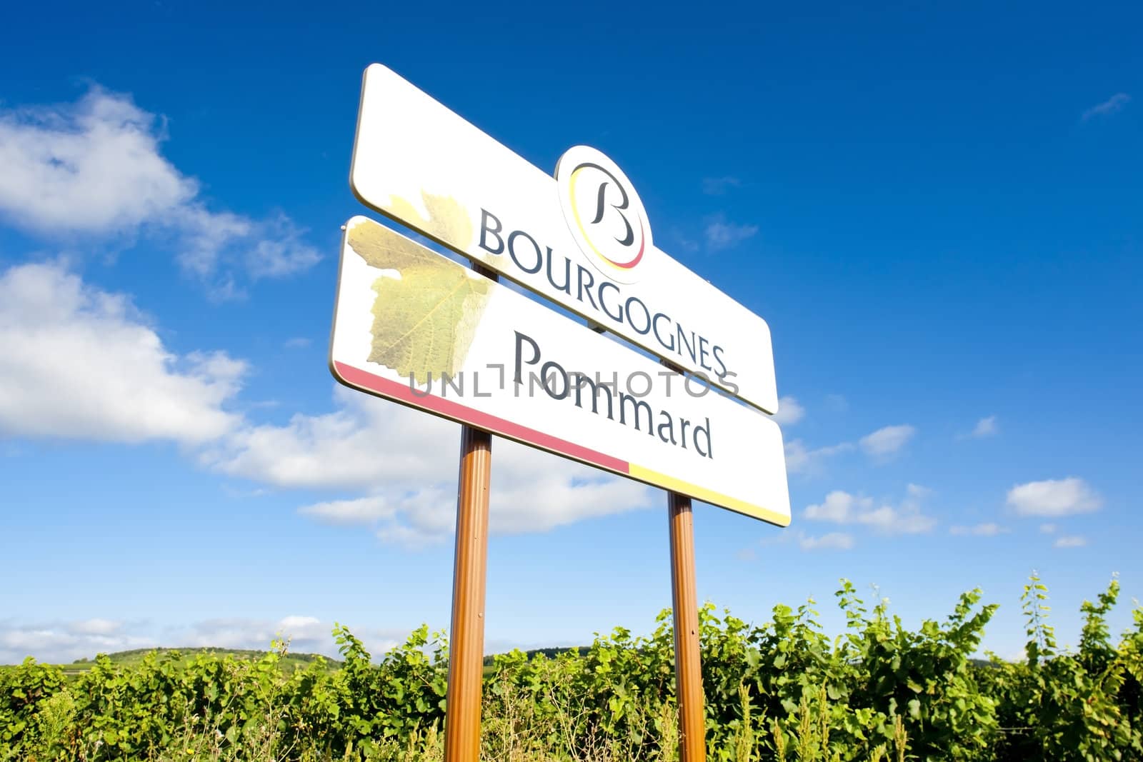 vineyards of Pommard, Burgundy, France
