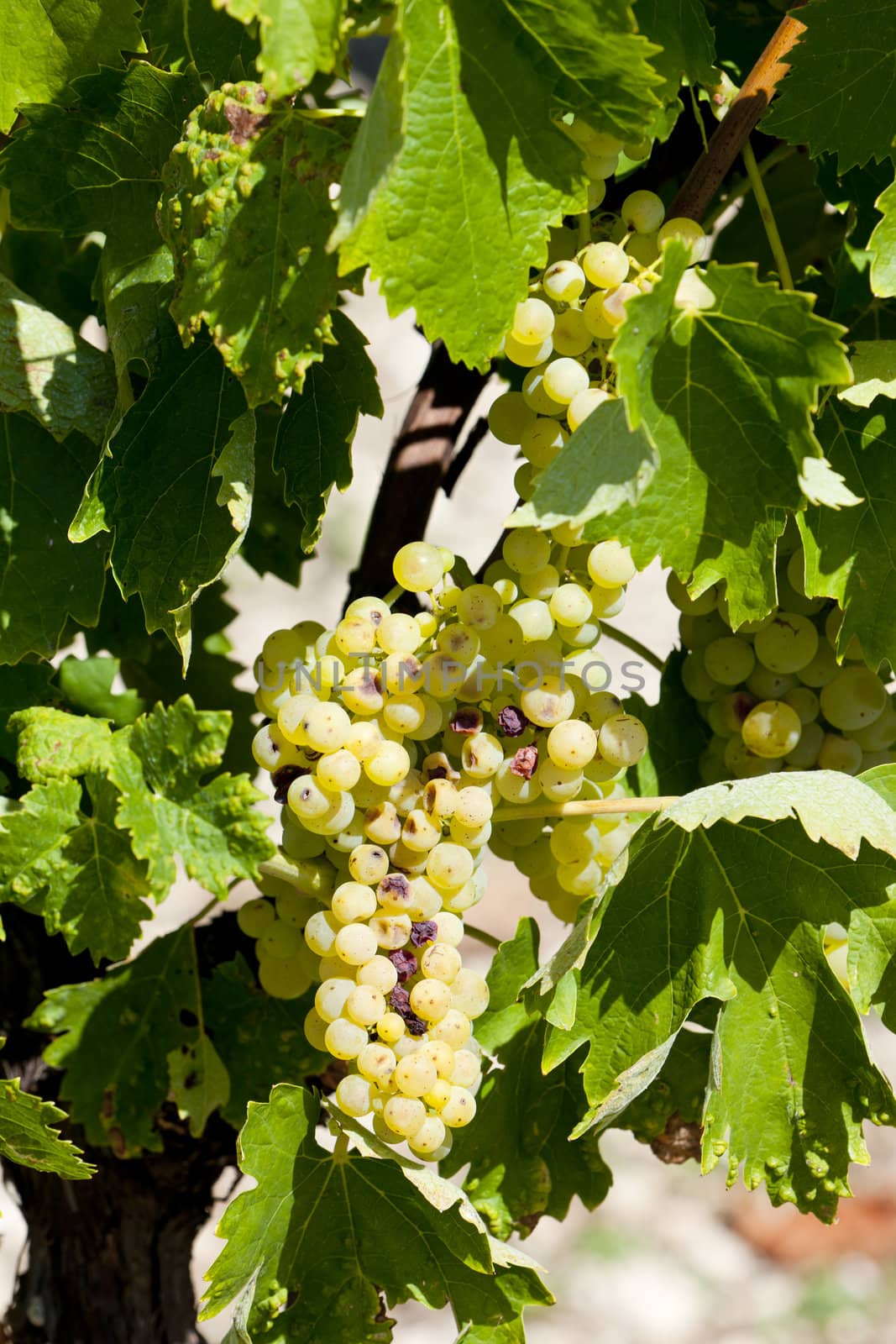 white grape in Jarnac, Poitou-Charentes, France