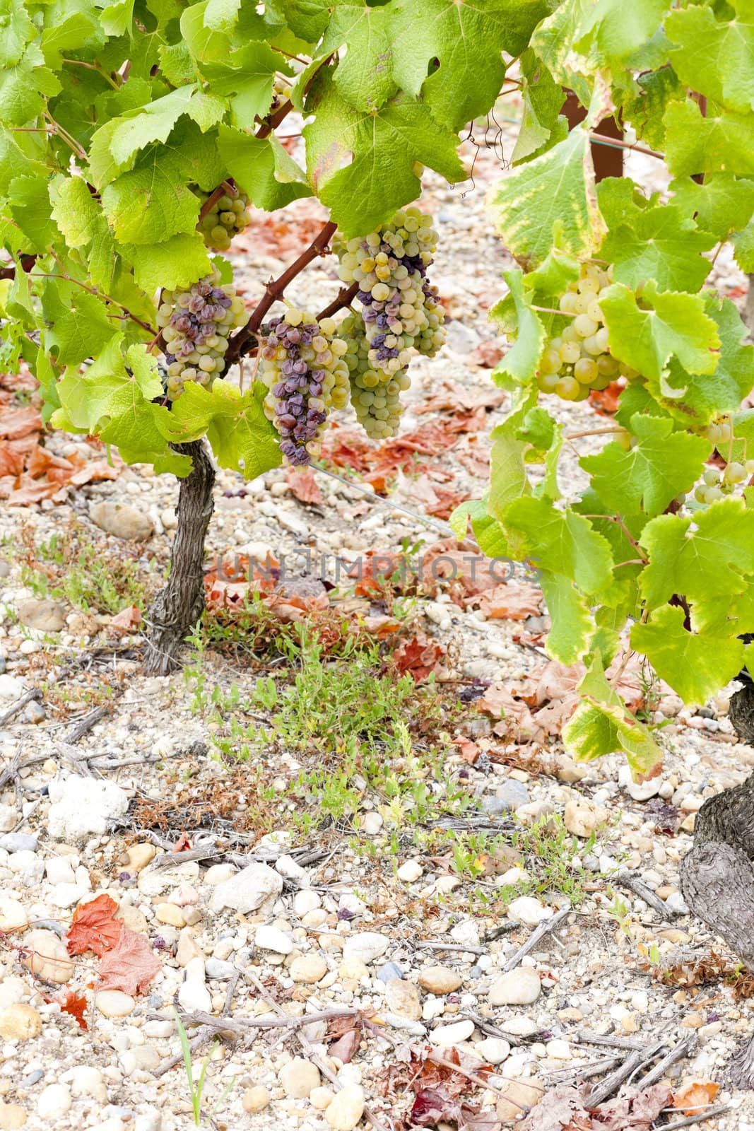 white grape in Sauternes Region, Aquitaine, France