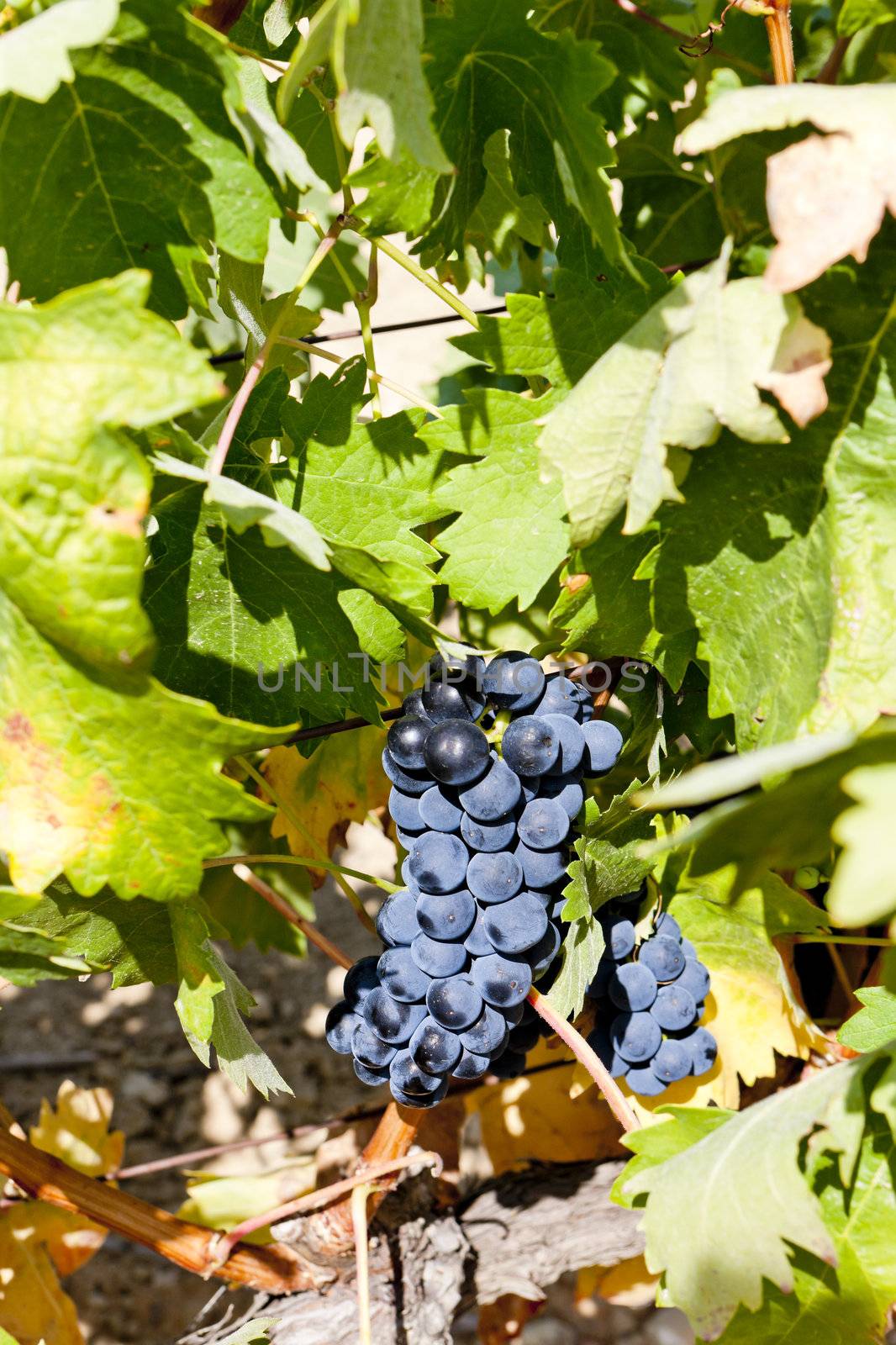 blue grape, La Rioja, Spain