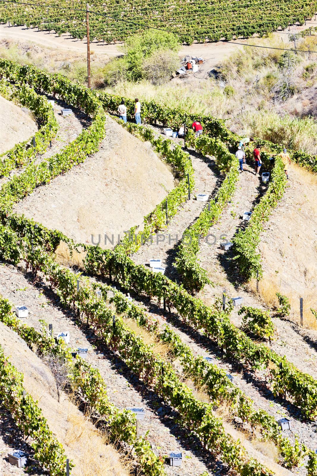 vineyars in Douro Valley, Portugal
