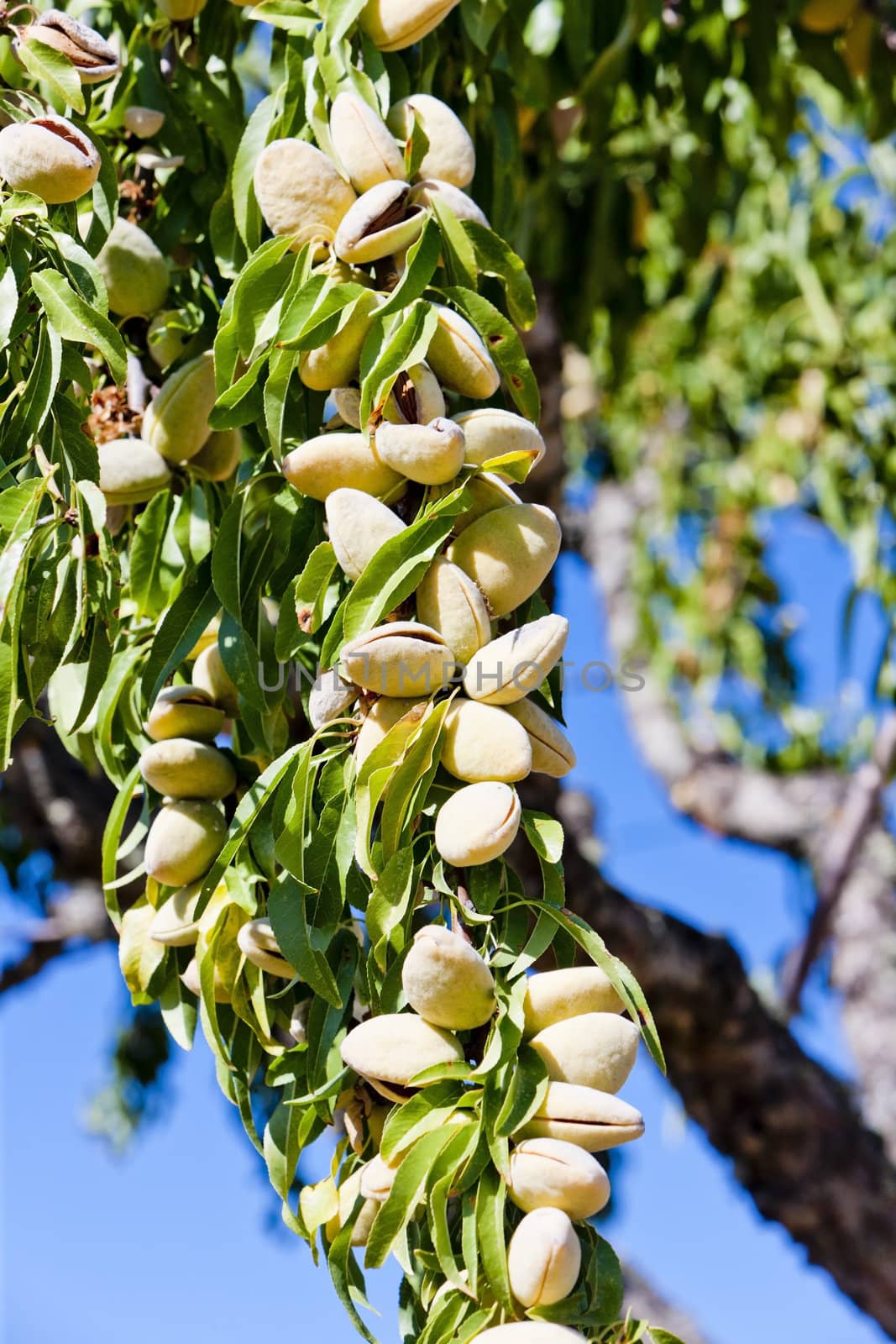 almond tree, Portugal