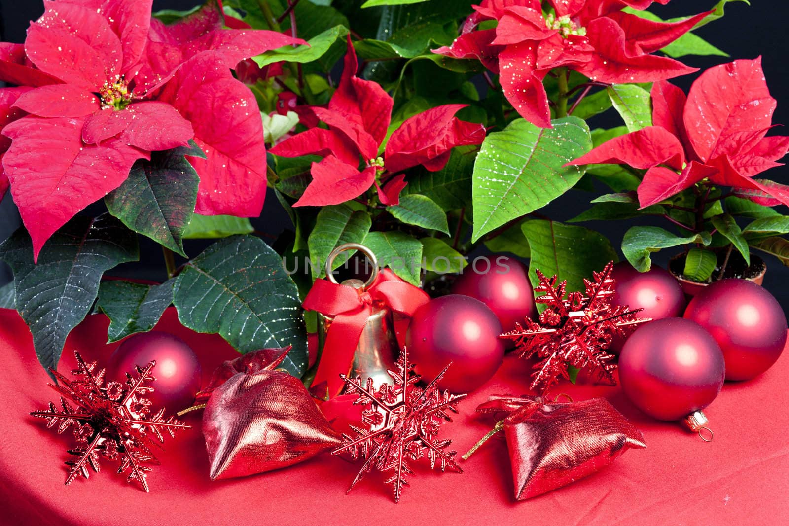 Christmas still life with Poinsettia