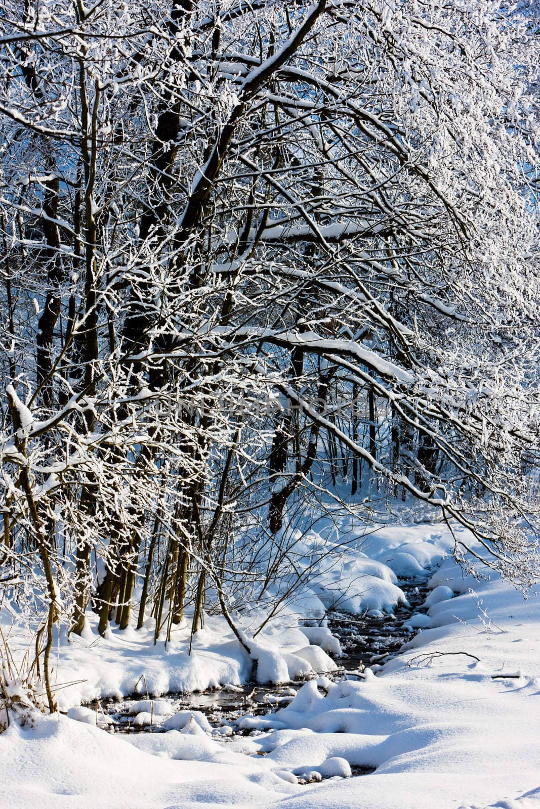 Jeseniky Mountains in winter, Czech Republic