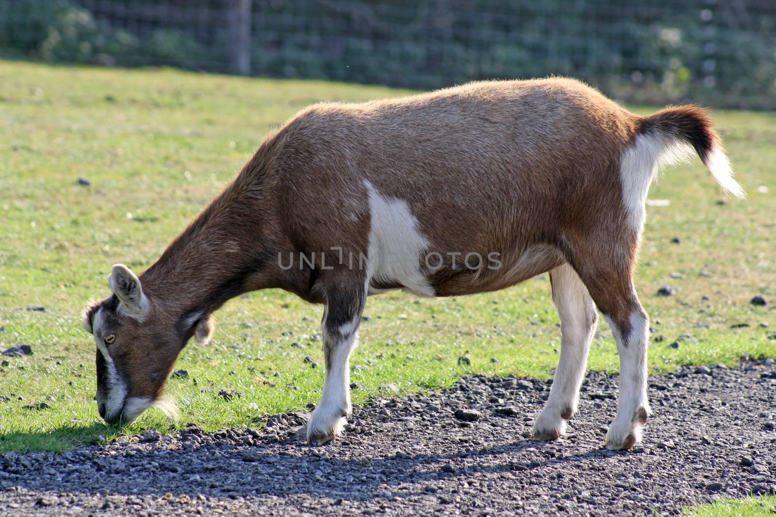 a goat grazing in a field