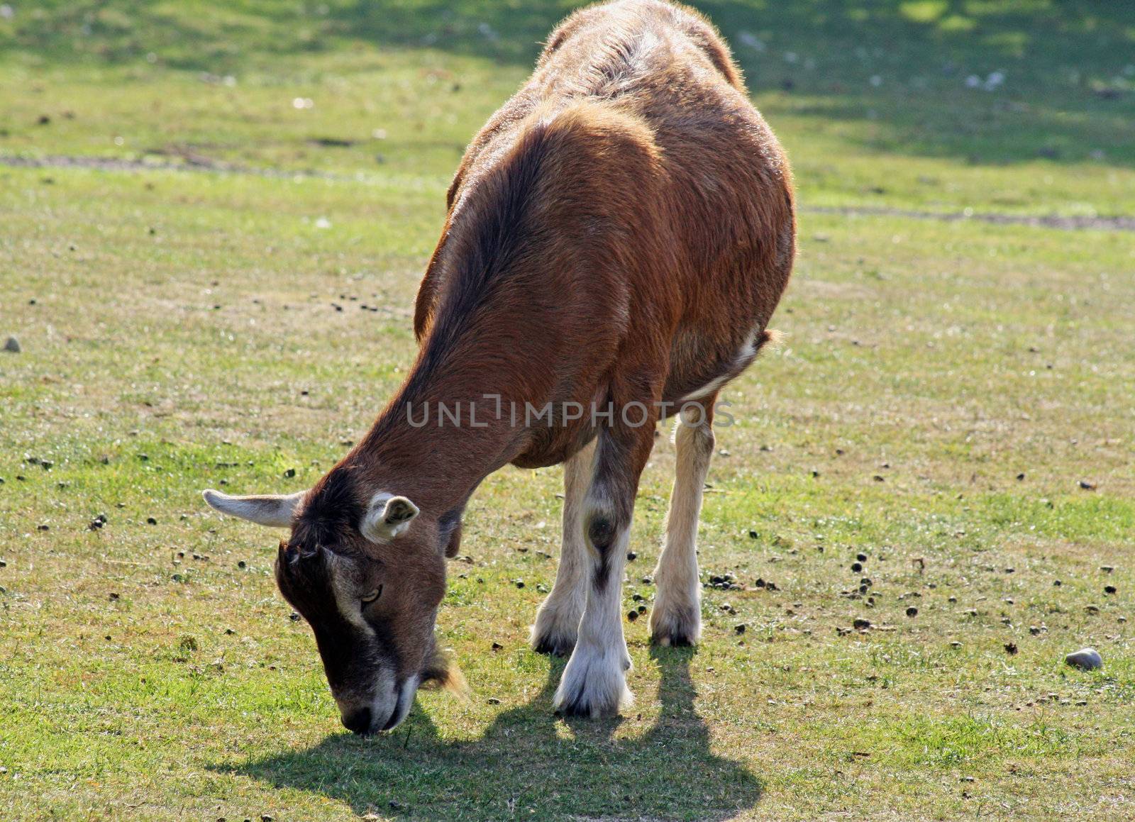 a goat grazing on grass