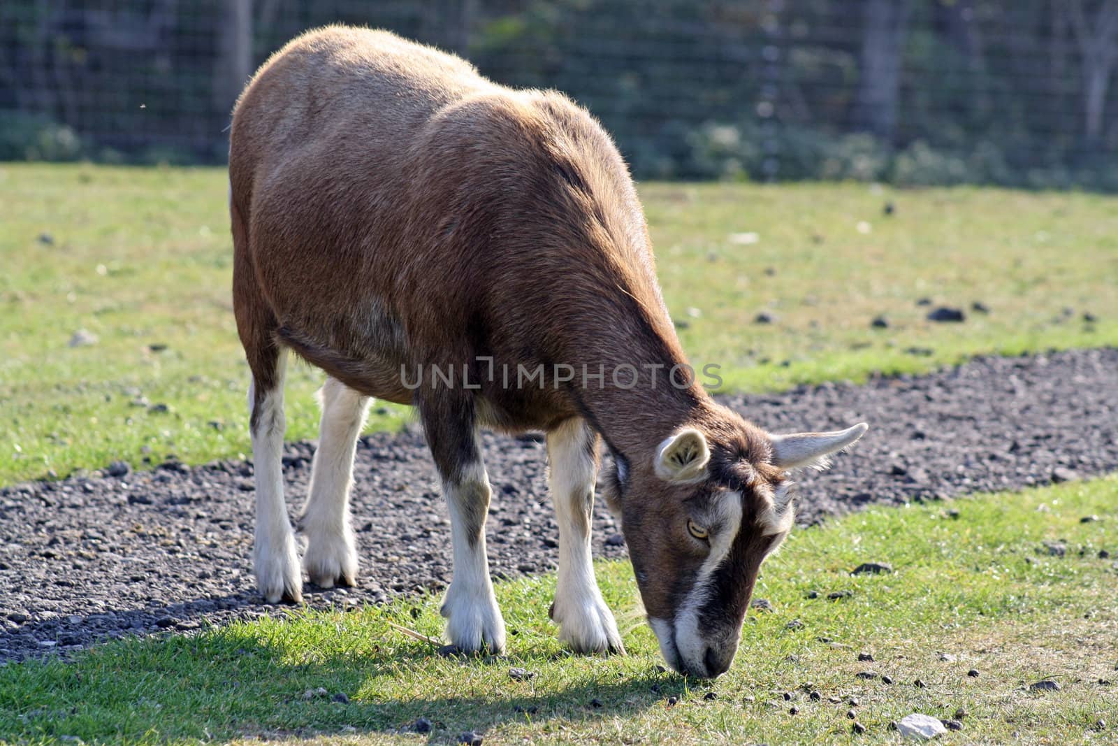 a goat eating grass