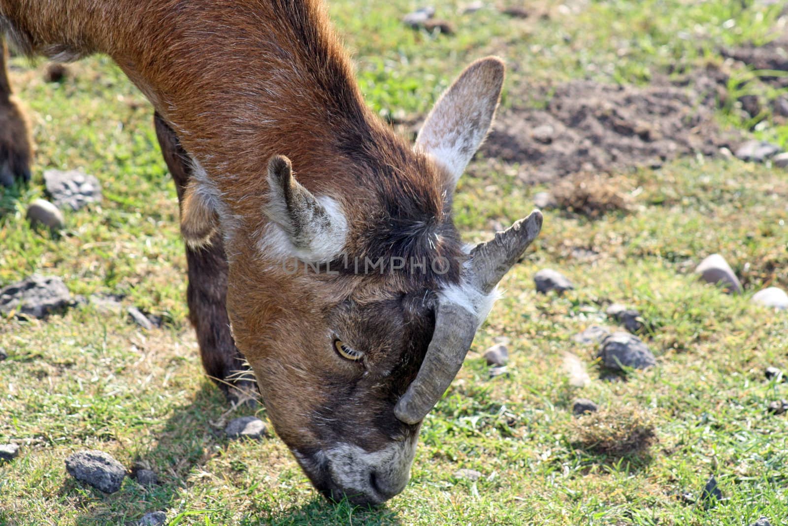 a goat eating grass