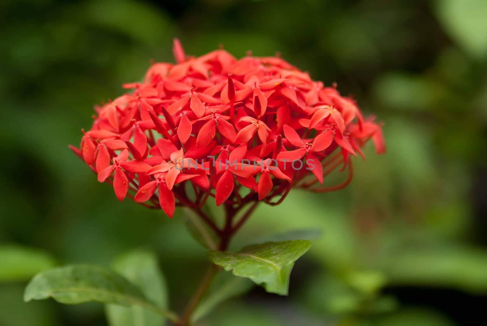 Summer red flower in the garden by Larisa13