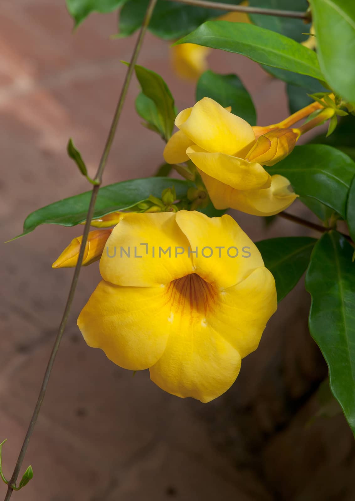 Summer yellow flower on background of green leaves