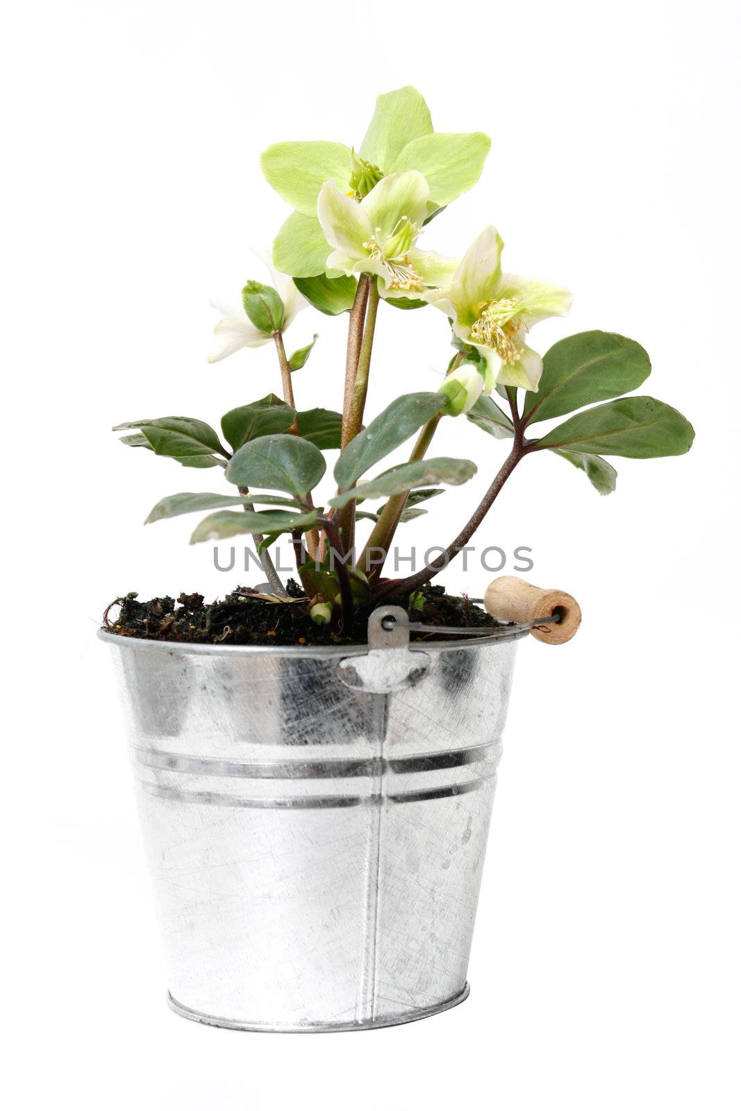 Helleborus flower  in a pot