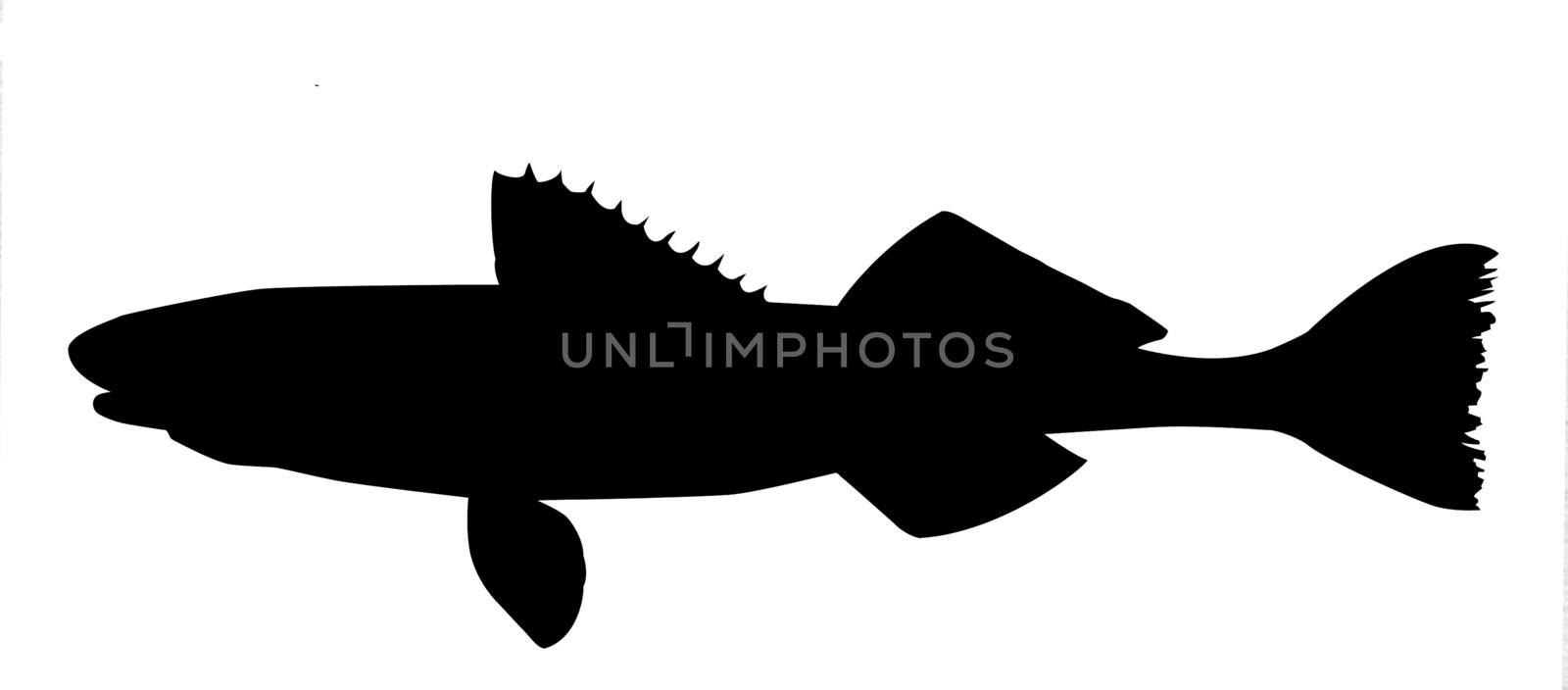 vector silhouette of fish on white background by basel101658