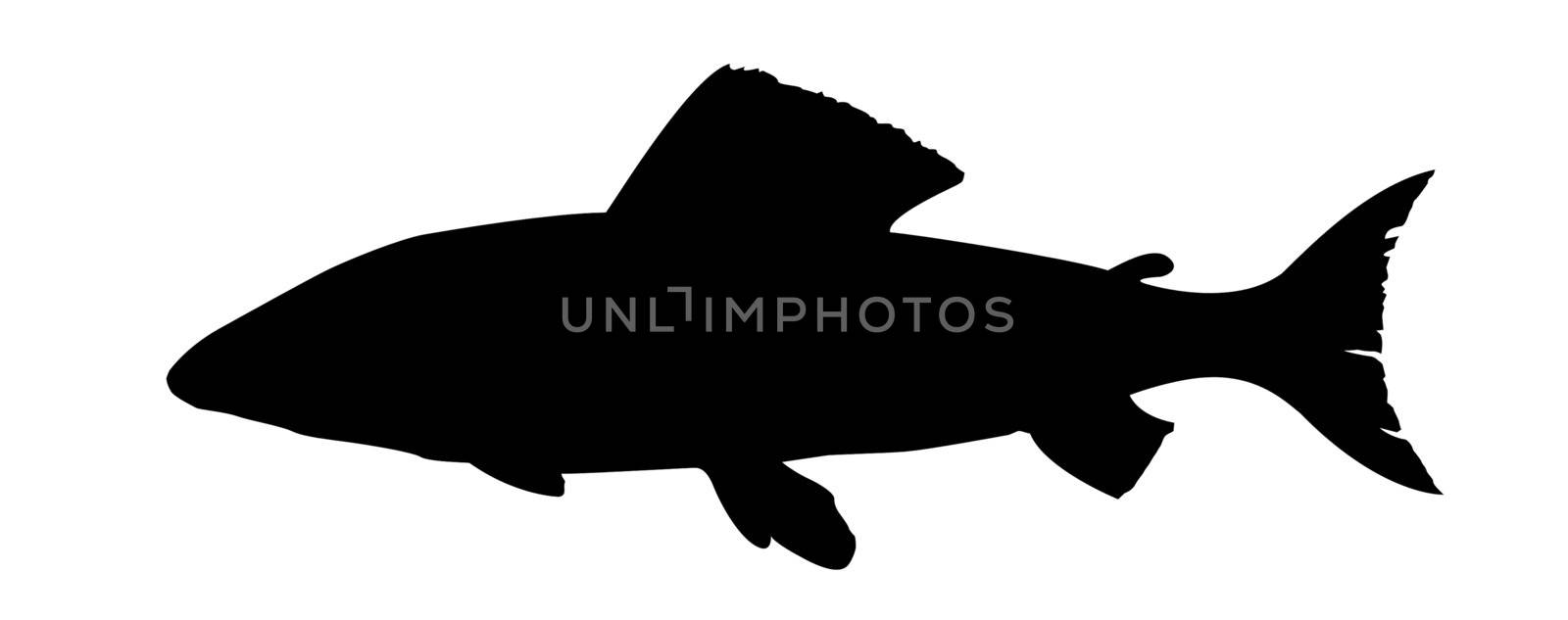 vector silhouette of fish on white background