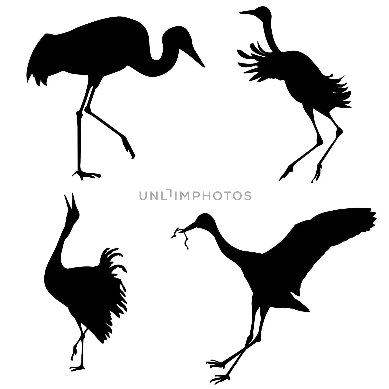 vector silhouettes of the cranes on white background by basel101658