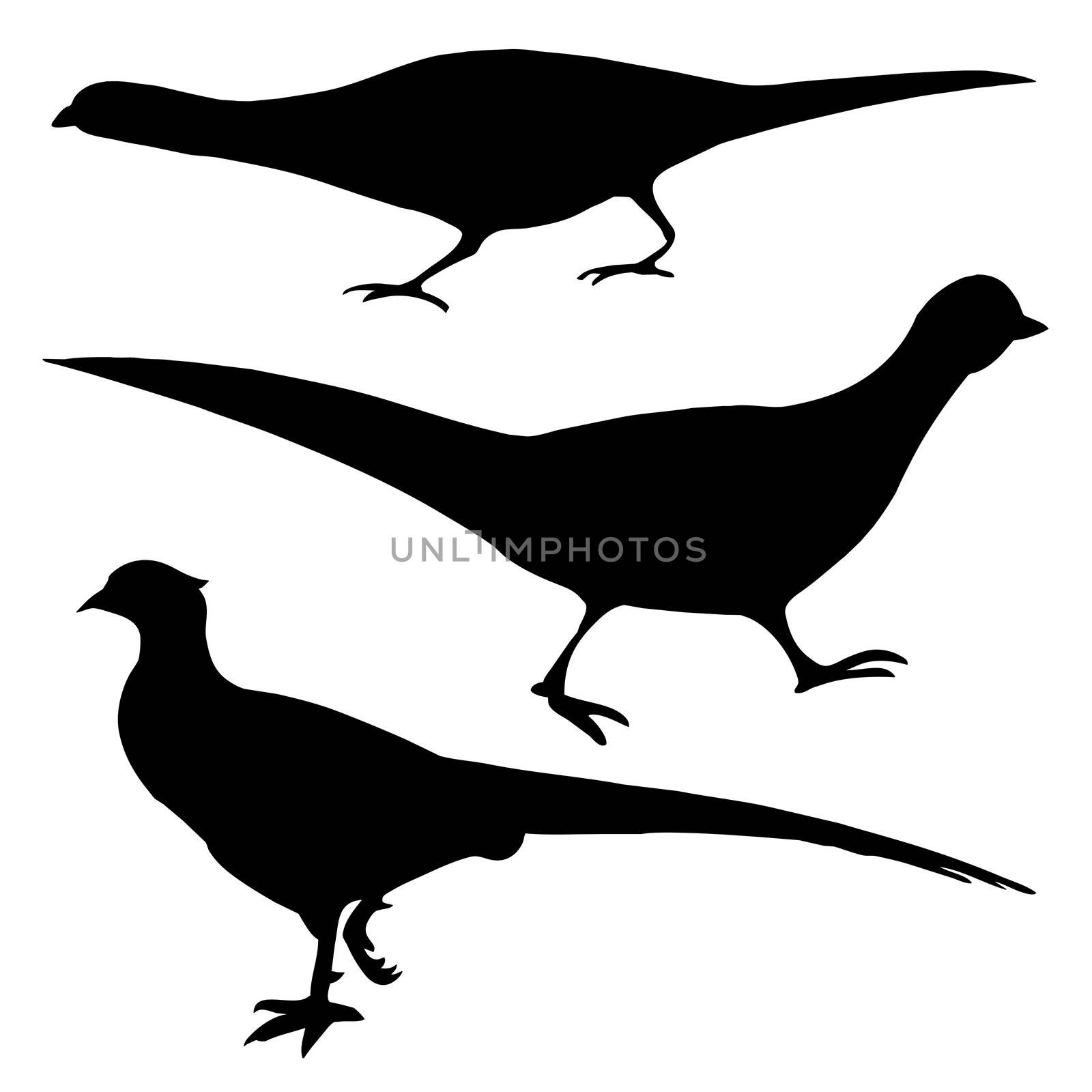 vector silhouette of the pheasant on white background by basel101658