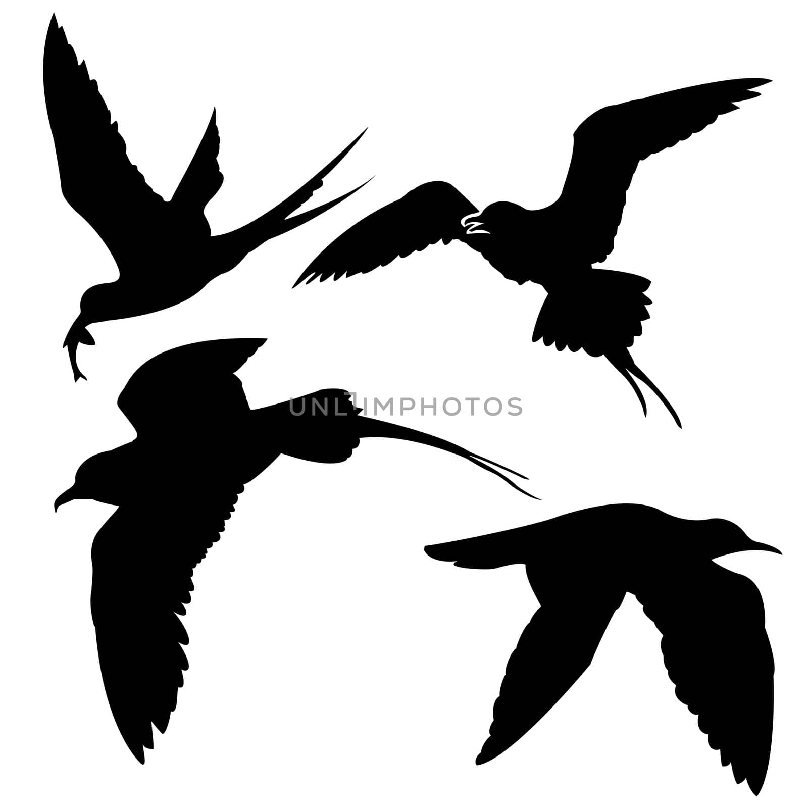 vector silhouette of the sea birds on white background by basel101658