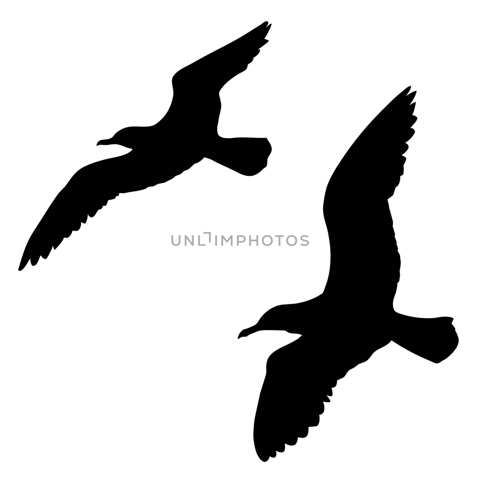 vector silhouette of the sea gull on white background by basel101658