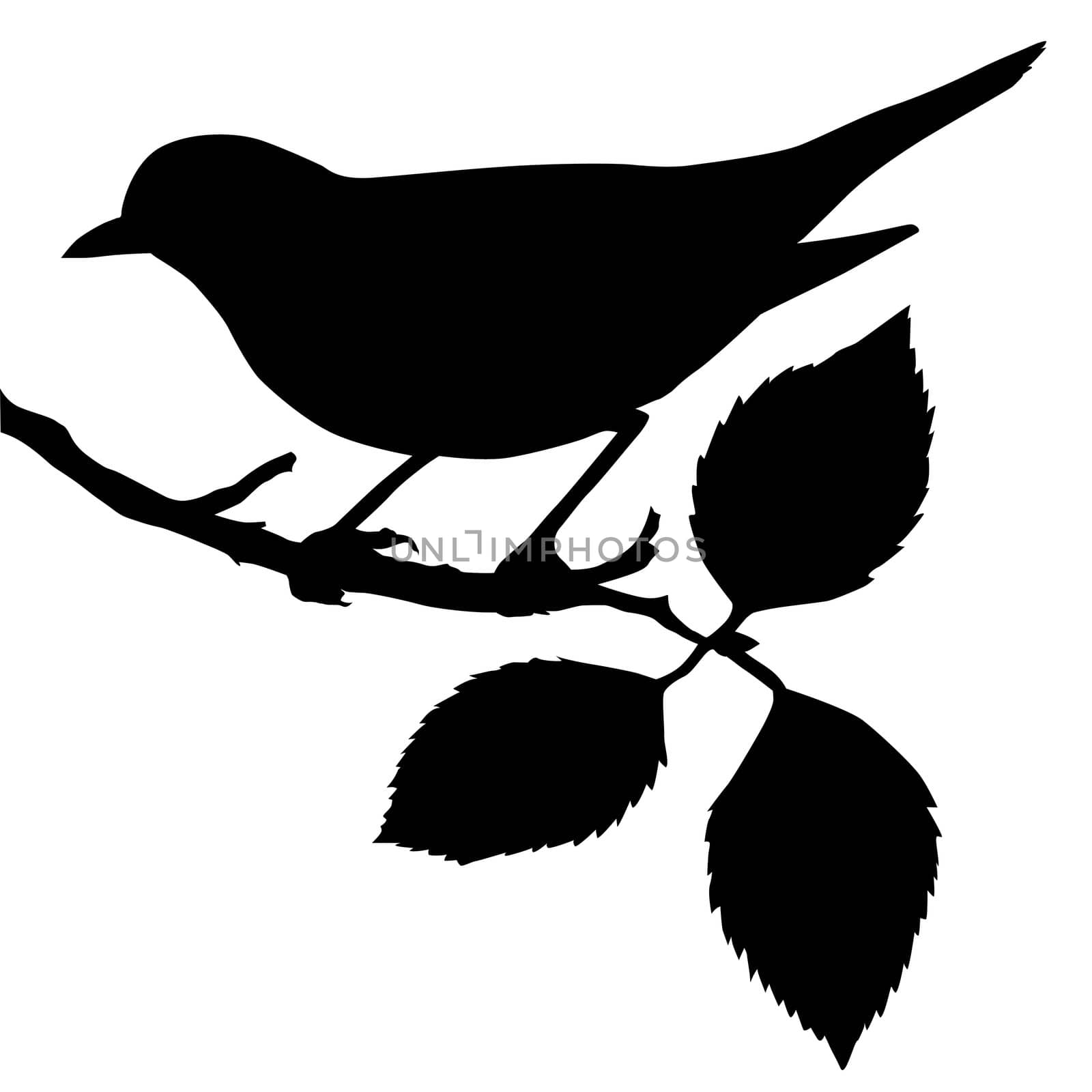 silhouette of the bird on branch by basel101658